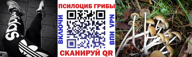 Галлюциногенные грибы Psilocybine cubensis  Темников 